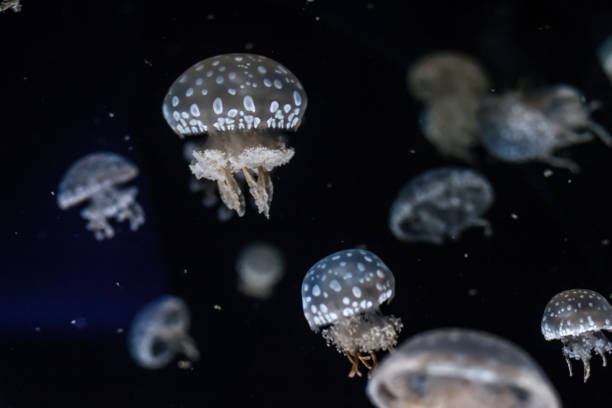 Spotted lagoon jellyfish close up.