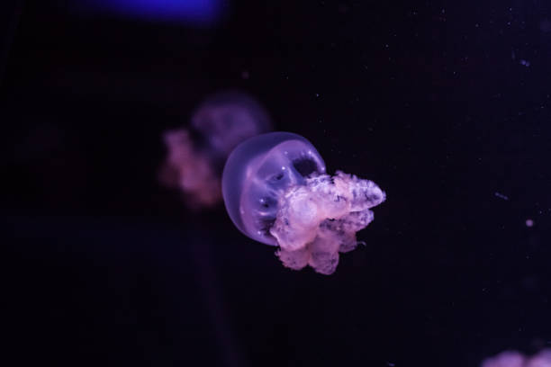istock Marble jellyfish, lychnorhiza lucerna, close up. 1211311880
