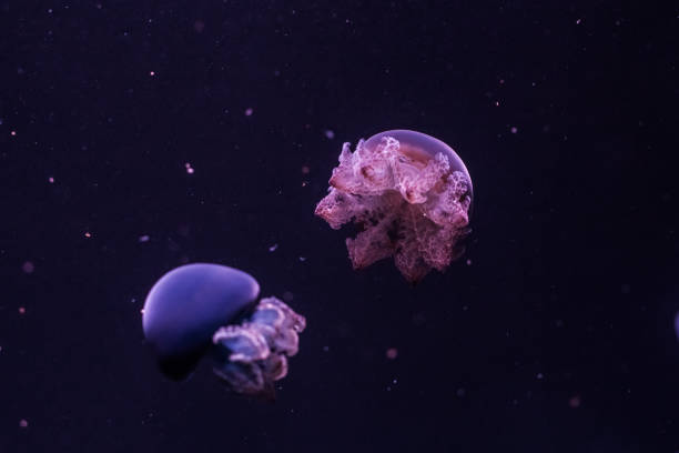 istock Blue blubber jellyfish in the dark water. 1211312488