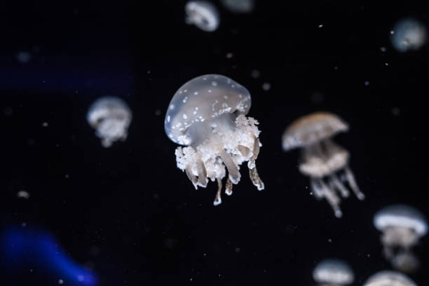 istock Spotted lagoon jellyfish close up. 1211312494