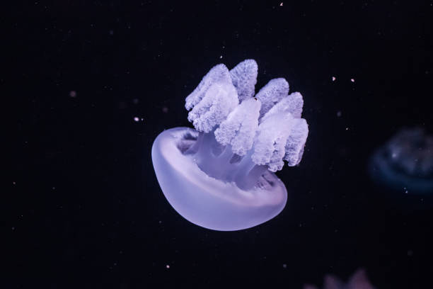 istock Blue blubber jellyfish in the dark water. 1211312529