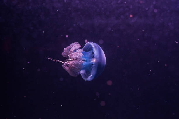 istock Blue blubber jellyfish in the dark water. 1211312600