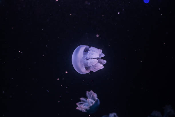 istock Blue blubber jellyfish in the dark water. 1211312603