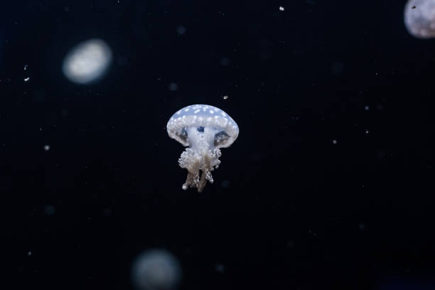 istock Spotted lagoon jellyfish close up. 1211312604