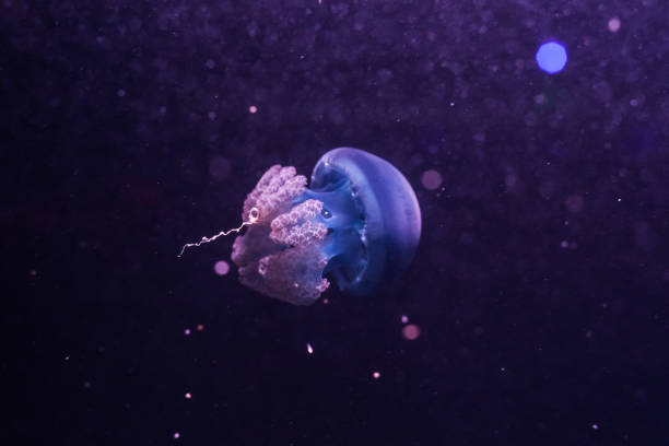 istock Blue blubber jellyfish in the dark water. 1211312621