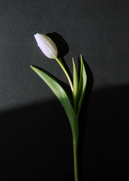 istock White tulip on a black background lit by a ray of the sun 1211314149