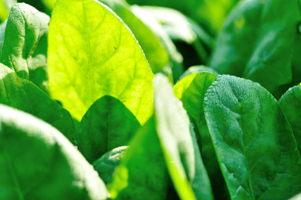 istock Green spinach in growth at vegetable garden 1211314295