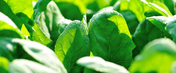 istock Green spinach in growth at vegetable garden 1211314346