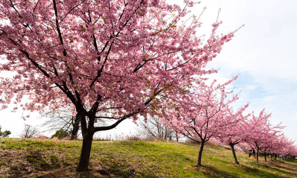 istock Kawadusakura. cherry blossom in Japan 1211314811