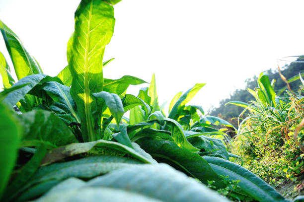 istock Green leaf lettuce in growth at vegetable garden 1211315964
