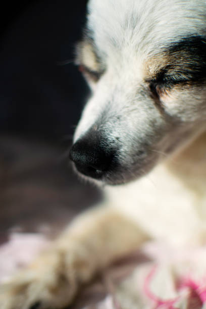 istock Cute dog resting and enjoying the morning sun. 1211316152