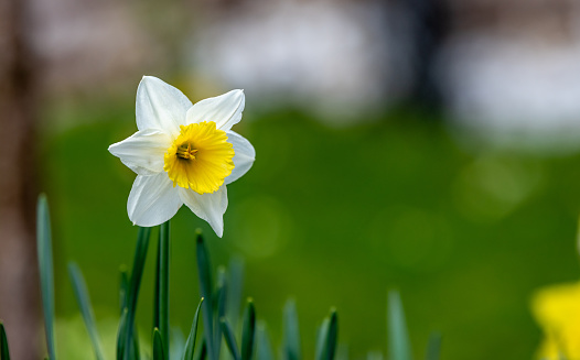White and yellow daffodil flower