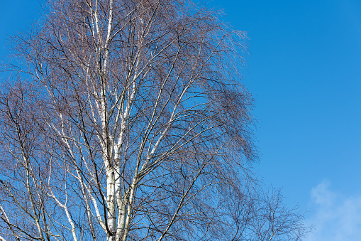 Silver Birch tree against a blue sky