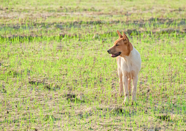 Thai breed dogs, dogs in Thailand.
