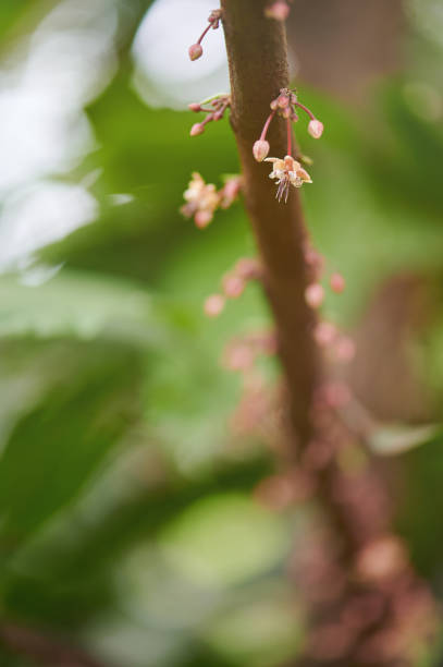 istock Closeup of cacao flower 1211317307