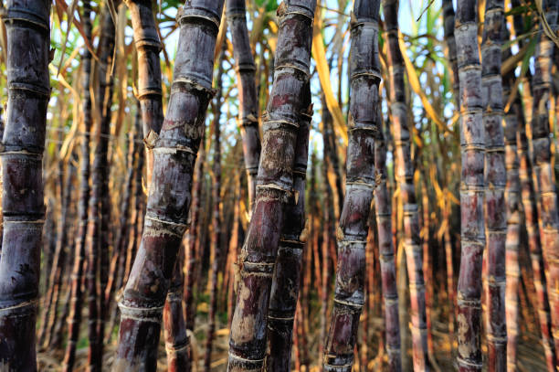 istock Sugarcane plants growing at field 1211317416