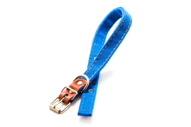 istock New pet collar isolated on white 1211318086