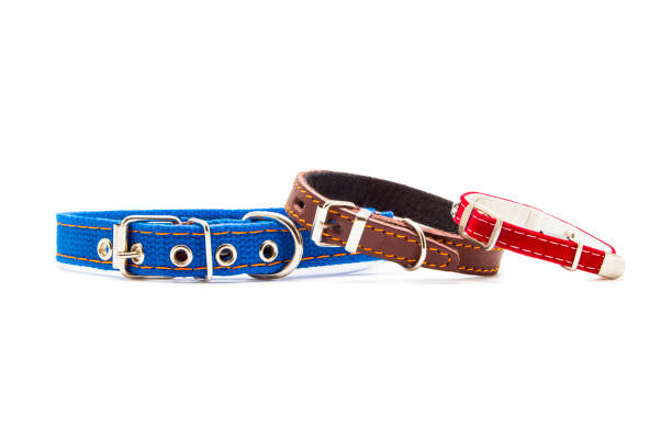 istock New pet collar isolated on white 1211318232