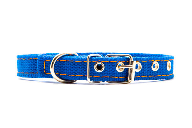 istock New pet collar isolated on white 1211318310