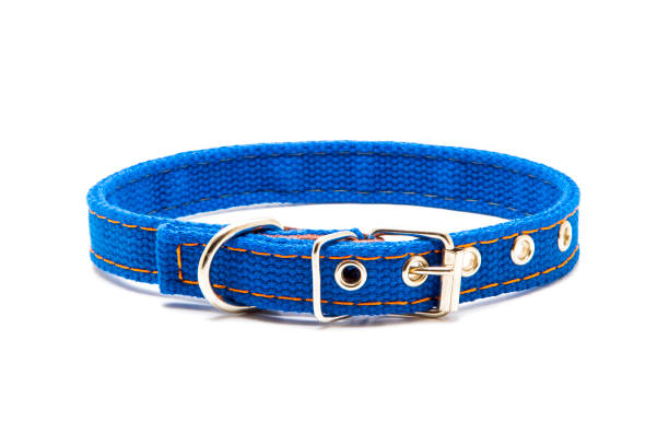 istock New pet collar isolated on white 1211318471