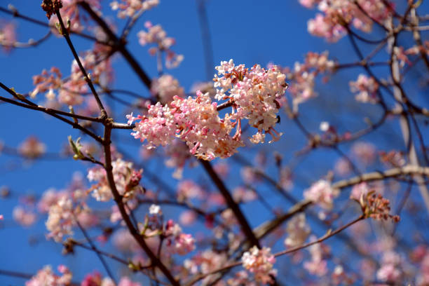 pink flowers of viburnum bodnantense or winter snowball against blue sky - viburnum imagens e fotografias de stock