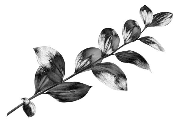 Silver leaves branch white background isolated closeup, decorative monochrome tree sprig, gray metal shiny plant leaf, grey metallic foliage illustration, floral design element, botanical symbol, sign