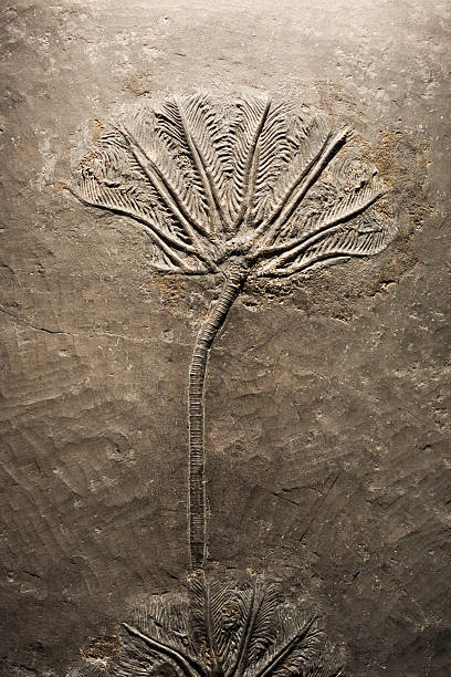 crinoide (mare lily) fossile - triassic foto e immagini stock