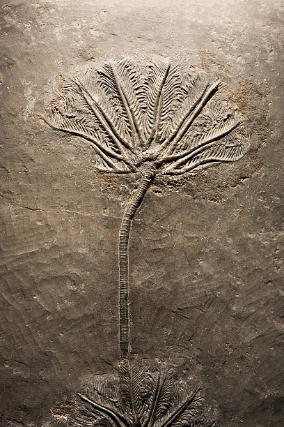 Crinoid(sea lily)fossil stock photo