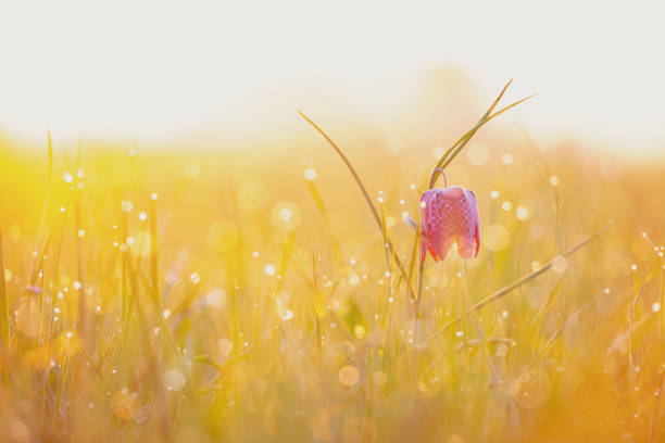 Snake's Head Fritillary (Fritillaria meleagris) in a meadow during a beautiful springtime sunrise with drops of dew on the grass.