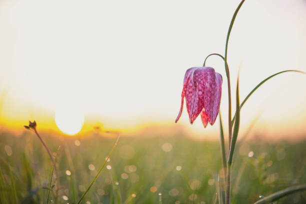 istock Snake's Head Fritillary (Fritillaria meleagris) in a meadow during a beautiful springtime sunrise 1211321047