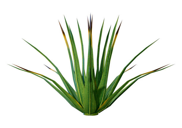 istock 3D illustration patch of grass on white 1211321487