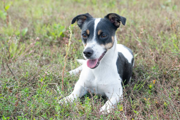 istock Black and white Jack Russell Terrier lying in a field 1211321926