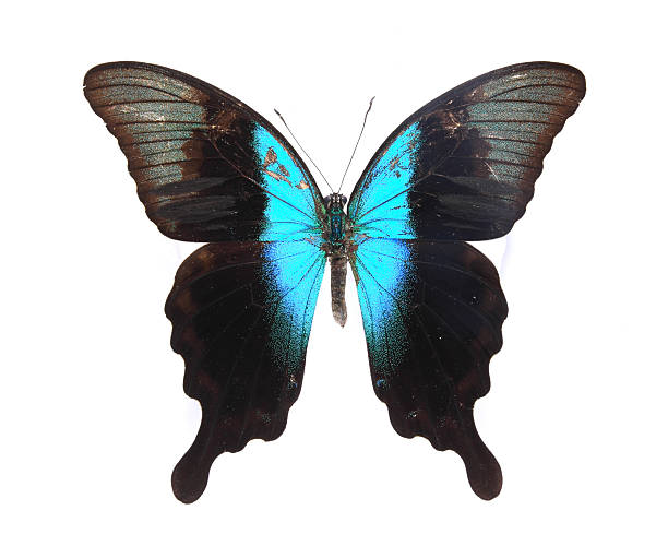 istock Papilionidae:Dazzling high-definition color butterfly specimens 121132367