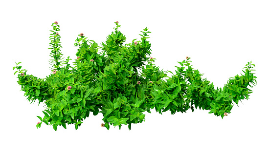 3D rendering of green oregano plants with flowers isolated on white background