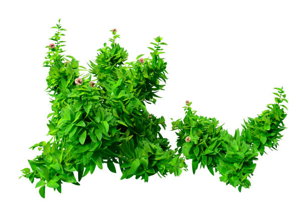 istock 3D illustration oregano plant on white 1211324563