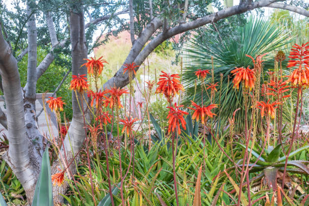 istock Aloe plant with orange flowers growing under a tree 1211325645