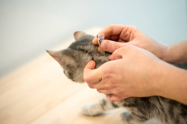 il medico veterinario femminile usa gocce anti-pulci per trattare un gatto - flea foto e immagini stock