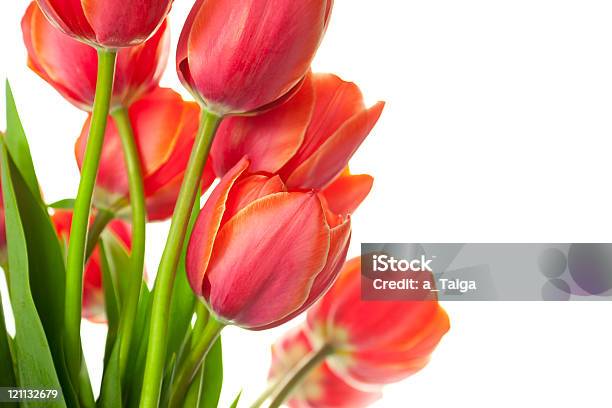Frische Schöne Tulpen Isoliert Auf Weiß Horizontale Mit Textfreiraum Stockfoto und mehr Bilder von Baumblüte