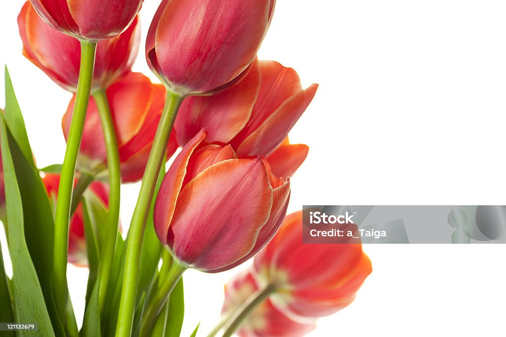 Fresca de hermosos tulipanes/Aislado en blanco/horizontal con espacio de copia - Foto de stock de Belleza de la naturaleza libre de derechos
