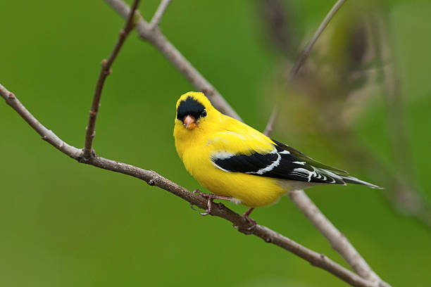 istock American Goldfinch - Male 121132691