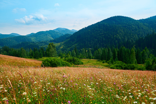 wild nature, summer landscape in carpathian mountains, wildflowers and meadow, spruces on hills, beautiful cloudy sky