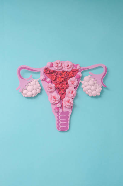 Concept polycystic ovary syndrome, PCOS. Copy space, women reproductive system. Concept polycystic ovary syndrome, PCOS. Paper art, awareness of PCOS, vertical image of the female reproductive system, copy space for text. polycystic ovary syndrome photos stock pictures, royalty-free photos & images