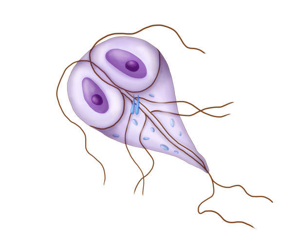 Giardia lamblia anaerobic flagellated protozoan parasites giardia lamblia stock illustrations