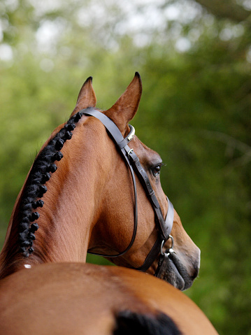 A head shot of a stunning bay stallion in a snaffle bridle showing of the muscles in his neck.