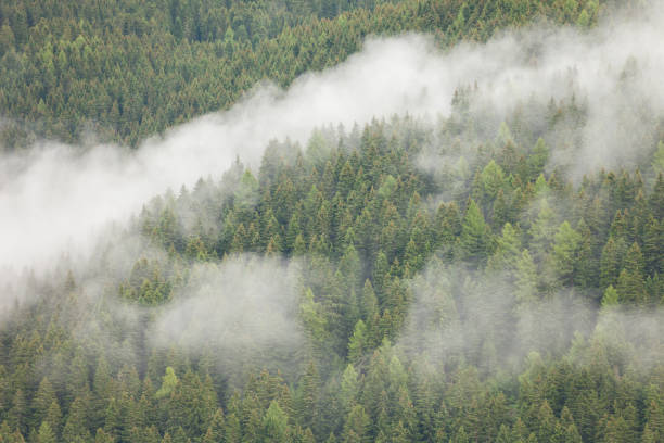 istock A cloudy day over an Italian mountain forest 1211329007
