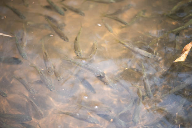 istock Group of Siamese mud carp fish in water. 1211329339