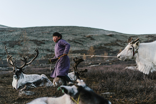 Indigenous boy  shepherding reindeers  in Mongolia