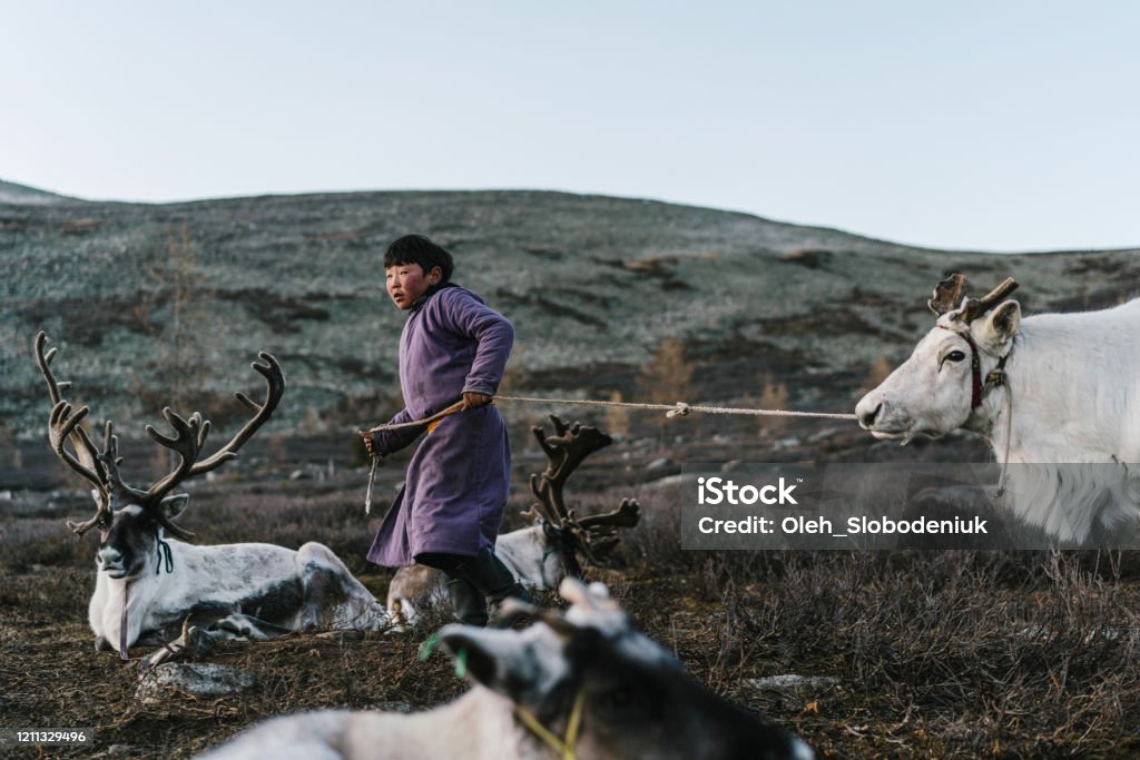 Boy shepherding reindeers  in Mongolia Indigenous boy  shepherding reindeers  in Mongolia Independent Mongolia Stock Photo