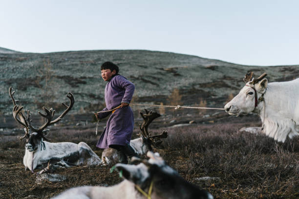 Boy shepherding reindeers  in Mongolia Indigenous boy  shepherding reindeers  in Mongolia mongolian ethnicity stock pictures, royalty-free photos & images