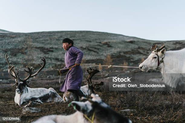 Boy Shepherding Reindeers In Mongolia Stock Photo - Download Image Now - Independent Mongolia, Reindeer, Boys